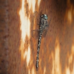 Austroaeschna parvistigma (Swamp Darner) at Mongarlowe River - 30 Apr 2022 by arjay