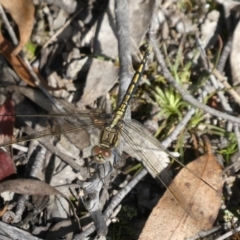 Orthetrum caledonicum (Blue Skimmer) at Charleys Forest, NSW - 16 Feb 2022 by arjay