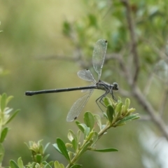 Argiolestidae (family) (Flatwings) at Charleys Forest, NSW - 18 Jan 2022 by arjay