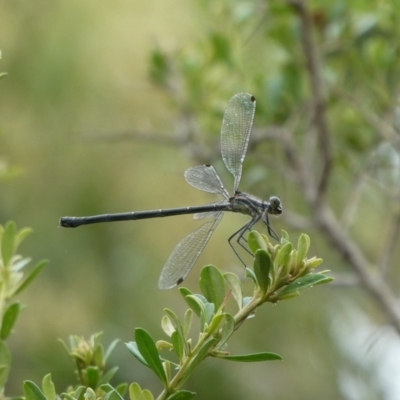 Argiolestidae (family) (Flatwings) at Charleys Forest, NSW - 17 Jan 2022 by arjay