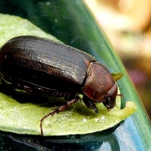 Melolonthinae (subfamily) at Crooked Corner, NSW - 4 Jan 2023