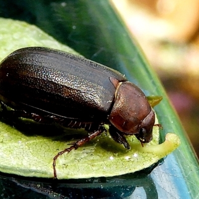 Melolonthinae (subfamily) (Cockchafer) at Crooked Corner, NSW - 4 Jan 2023 by Milly