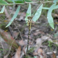 Austrogomphus guerini (Yellow-striped Hunter) at Charleys Forest, NSW - 13 Jan 2022 by arjay