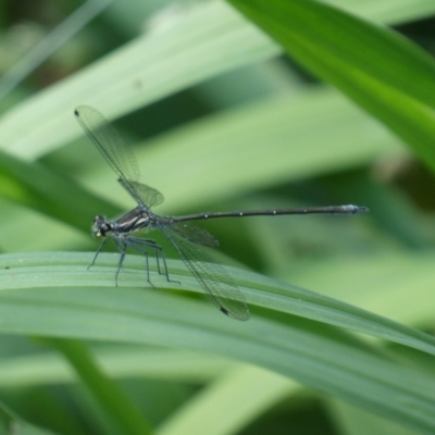 Austroargiolestes sp. (genus) (Flatwing) at Charleys Forest, NSW - 2 Jan 2022 by arjay