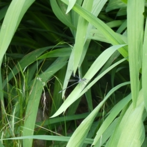 Austroargiolestes sp. (genus) at QPRC LGA - 2 Jan 2022