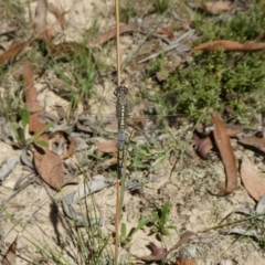 Orthetrum caledonicum (Blue Skimmer) at Mongarlowe River - 5 Mar 2021 by arjay