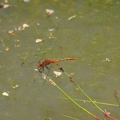 Diplacodes bipunctata (Wandering Percher) at Mongarlowe River - 21 Dec 2021 by arjay