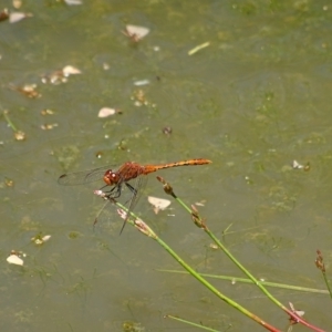 Diplacodes bipunctata at Charleys Forest, NSW - 21 Dec 2021