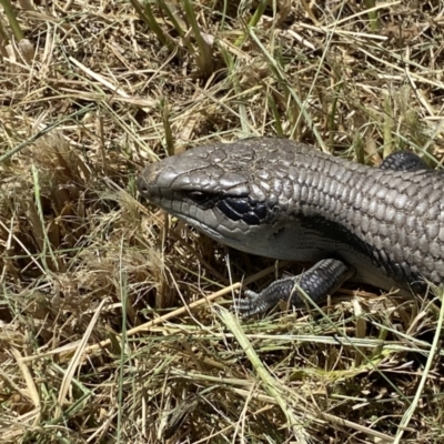 Tiliqua scincoides scincoides (Eastern Blue-tongue) at Coombs, ACT - 11 Jan 2023 by SteveBorkowskis