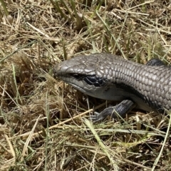 Tiliqua scincoides scincoides (Eastern Blue-tongue) at Coombs, ACT - 11 Jan 2023 by Steve_Bok
