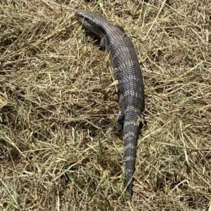 Tiliqua scincoides scincoides at Coombs, ACT - 11 Jan 2023