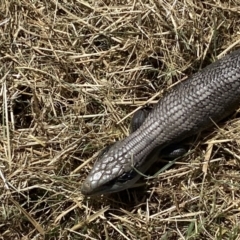 Tiliqua scincoides scincoides at Coombs, ACT - 11 Jan 2023