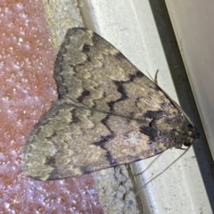 Mormoscopa phricozona (A Herminiid Moth) at Jerrabomberra, NSW - 8 Jan 2023 by Steve_Bok