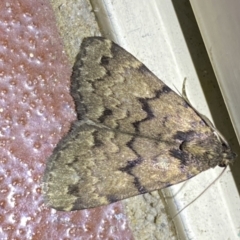 Mormoscopa phricozona at suppressed - 8 Jan 2023