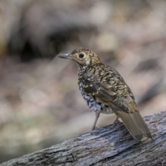 Zoothera lunulata (Bassian Thrush) at South East Forest National Park - 9 Jan 2023 by trevsci