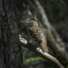 Zoothera lunulata at Glen Allen, NSW - 10 Jan 2023 08:41 AM