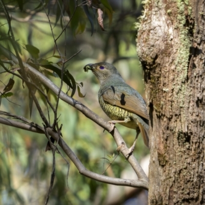 Ptilonorhynchus violaceus (Satin Bowerbird) at Glen Allen, NSW - 10 Jan 2023 by trevsci