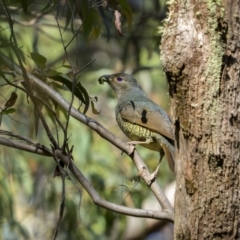 Ptilonorhynchus violaceus (Satin Bowerbird) at Glen Allen, NSW - 9 Jan 2023 by trevsci