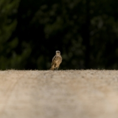 Falco berigora (Brown Falcon) at Coolangubra State Forest - 9 Jan 2023 by trevsci