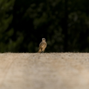 Falco berigora at Coolumbooka, NSW - 9 Jan 2023