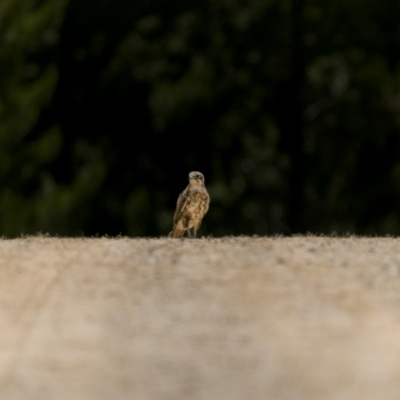 Falco berigora (Brown Falcon) at Coolangubra State Forest - 9 Jan 2023 by trevsci