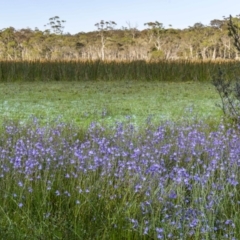 Utricularia dichotoma (Fairy Aprons, Purple Bladderwort) at Glen Allen, NSW - 10 Jan 2023 by trevsci