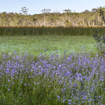 Utricularia dichotoma (Fairy Aprons, Purple Bladderwort) at Nunnock Swamp - 9 Jan 2023 by trevsci