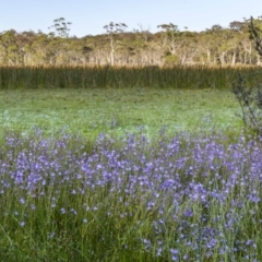 Utricularia dichotoma (Fairy Aprons, Purple Bladderwort) at Glen Allen, NSW - 9 Jan 2023 by trevsci