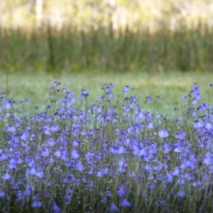 Utricularia dichotoma at Glen Allen, NSW - 10 Jan 2023