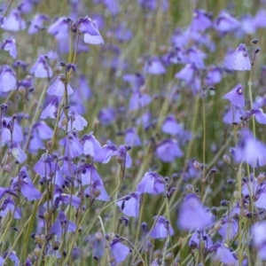 Utricularia dichotoma at Glen Allen, NSW - 10 Jan 2023 06:38 AM