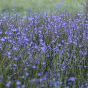 Utricularia dichotoma at Glen Allen, NSW - 10 Jan 2023