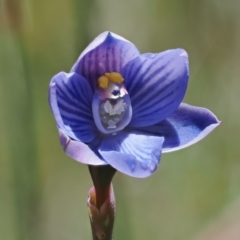 Thelymitra alpicola (Striped Alpine Sun Orchid) at Paddys River, ACT - 8 Jan 2023 by RAllen