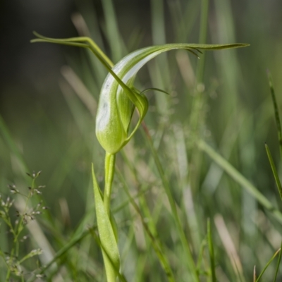 Pterostylis falcata (Sickle Greenhood) at South East Forest National Park - 9 Jan 2023 by trevsci