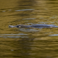 Ornithorhynchus anatinus (Platypus) at Bombala, NSW - 9 Jan 2023 by trevsci