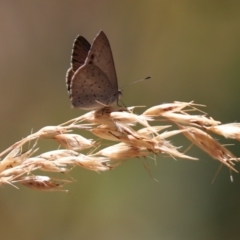 Erina hyacinthina (Varied Dusky-blue) at Aranda Bushland - 11 Jan 2023 by Tammy