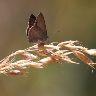 Erina hyacinthina (Varied Dusky-blue) at Aranda, ACT - 11 Jan 2023 by Tammy