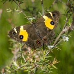 Tisiphone abeona (Varied Sword-grass Brown) at South East Forest National Park - 9 Jan 2023 by trevsci