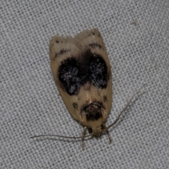 Garrha ocellifera (A concealer moth) at Higgins, ACT - 24 Dec 2022 by AlisonMilton