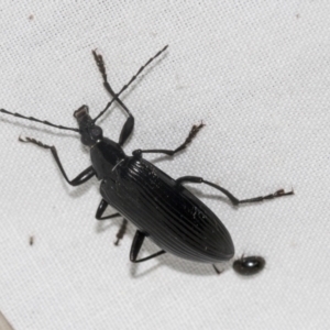 Tanychilus sp. (genus) at Higgins, ACT - 24 Dec 2022