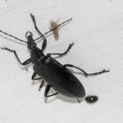 Tanychilus sp. (genus) at Higgins, ACT - 24 Dec 2022