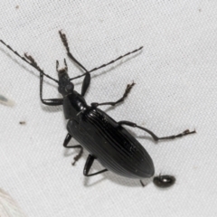 Tanychilus sp. (genus) at Higgins, ACT - 24 Dec 2022