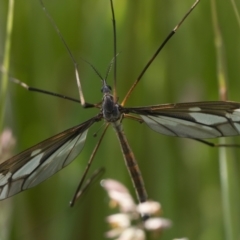 Ptilogyna (Plusiomyia) olliffi (A crane fly) at Gibraltar Pines - 10 Jan 2023 by patrickcox