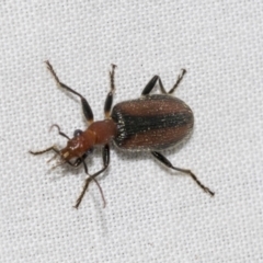 Drypta australis (A Carab beetle) at Higgins, ACT - 24 Dec 2022 by AlisonMilton