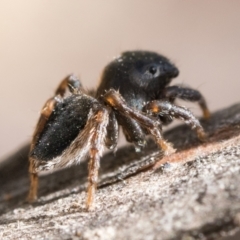 Maratus proszynskii (Peacock spider) at Paddys River, ACT - 10 Jan 2023 by patrickcox