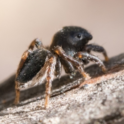 Maratus proszynskii (Peacock spider) at Paddys River, ACT - 11 Jan 2023 by patrickcox