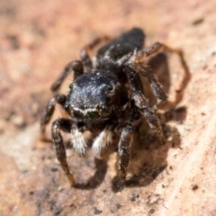 Maratus proszynskii at Paddys River, ACT - 11 Jan 2023 09:30 AM