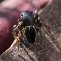 Maratus proszynskii at Paddys River, ACT - 11 Jan 2023 09:30 AM