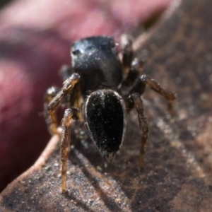 Maratus proszynskii at Paddys River, ACT - 11 Jan 2023 09:30 AM