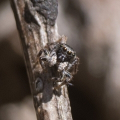 Maratus proszynskii at Paddys River, ACT - 11 Jan 2023 09:30 AM