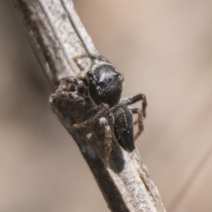 Maratus proszynskii at Paddys River, ACT - 11 Jan 2023 09:30 AM